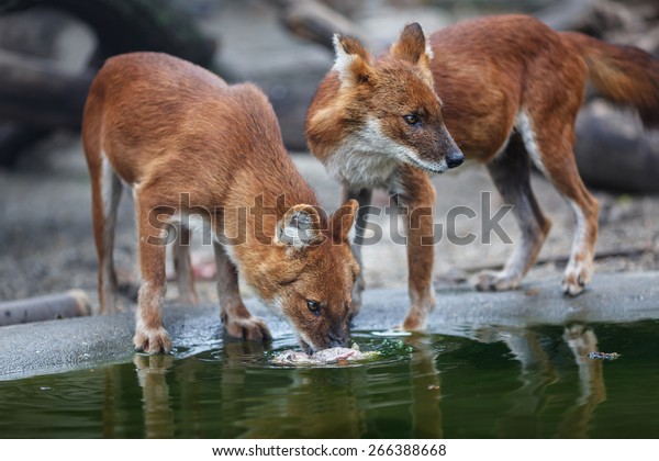 Two red wolf eating\
meat by the water