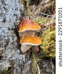 Two red-belted conks growing on top of each other. Tree trunk with stem decay fungus. trøndelag,Norway