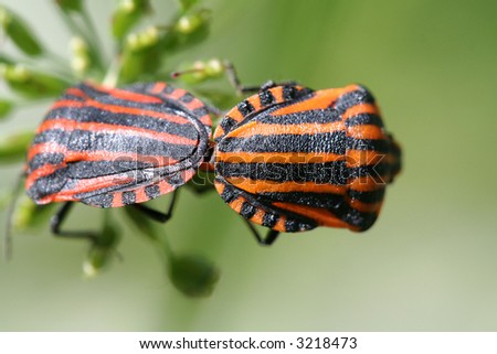 Two red-black bugs on a green background