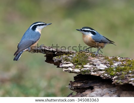 Two Red-breasted Nuthatches in Fall on Green Background