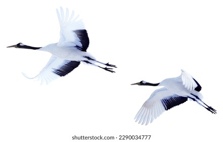 Two red-crowned cranes spread their wings and soar in the sky. Photos of isolated birds in Hokkaido, Japan - Powered by Shutterstock