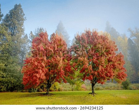 Two reddish colored trees stand together in a park during autumn in Oldtown, Idaho.