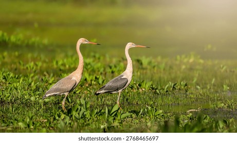 Two Reddish Egrets standing in a lush green wetland marsh during golden hour, stunning wildlife photography of wading birds in natural habitat, elegant long necked herons foraging in swampy waters.