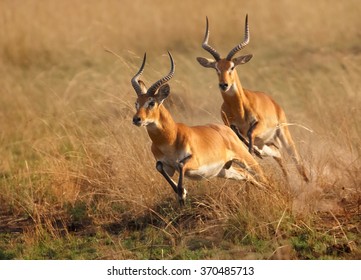 Two reddish-brown antelope Kobus kob thomasi -- Uganda kob, territorial male in mating season chasing a second male in their typical environment, dry brown blurred savanna in Murchison Falls,Uganda..