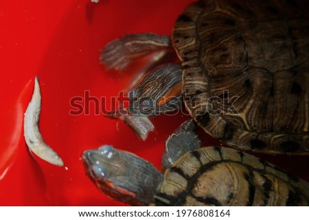 Two red-eared turtles eat fish. Feeding pets. Top view. Domesticated ripitils. Taking care of wild animals. American red-eared turtles.