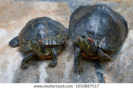 Two red-eyed turtles sitting on a rock