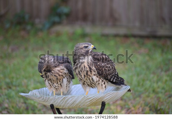 Two  Red-Shouldered\
Hawks look away.
