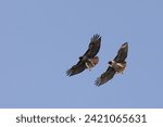 Two Red-Tailed Hawks Pair Soaring Flying Together in Flight with Blue Sky Background