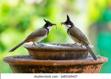 Two Red-whiskered Bulbuls with mealworms in the beaks looking at each other