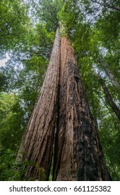 Two Redwood Trees Growing Close To Each Other, Big Basin State Park, California