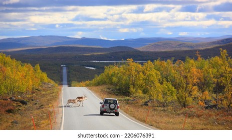 Two Reindeer Are In Danger Of Being Hit By A Car. A Landscape From Finnish Lapland In Autumn Colors