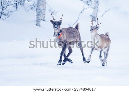 Two reindeer running on a snowy road in Finnish Lapland, Northern Europe