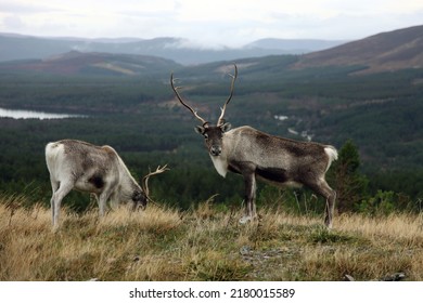 Two Reindeers Grazing, Cairngorms, Scotland
