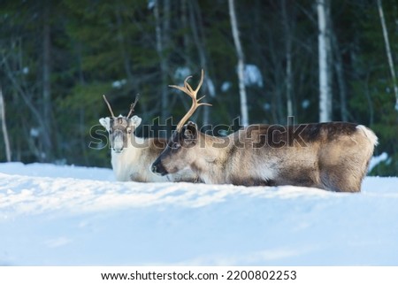 Two reindeers, Rangifer tarandus, standing together , one looking in to the camera, Norrbotten province, Sweden