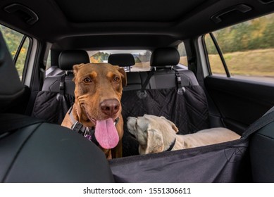 Two rescue dogs inside a car headed to the park, Doberman mix and white lab mix
