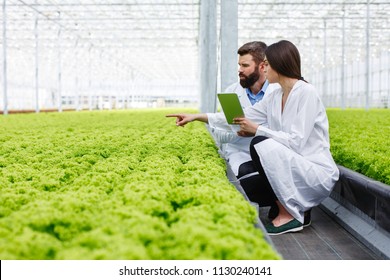 Two researches man and woman examine greenery with a tablet in an all white greenhouse - Powered by Shutterstock