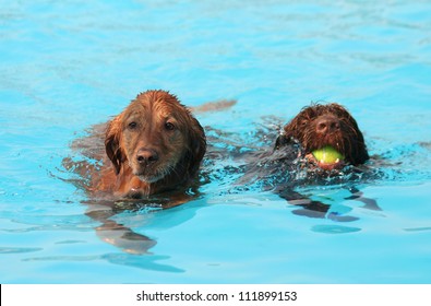 Two Retrievers At A Public Pool