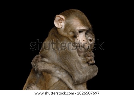 Two rhesus macaques embracing each other showing protective behavior isolated on black background