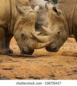 Two Rhino Locking Horns Close to the Ground