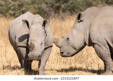Two rhinoceros walk in the grassland of Lake Nakuru National Park Kenya Africa - Shutterstock ID 2315221897