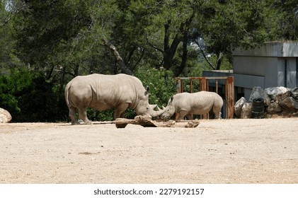 Two rhinoceroses face to face in an enclosure of the zoological park of Montpellier (France). A big rhinoceros and a small rhinoceros on a dirt track - Shutterstock ID 2279192157