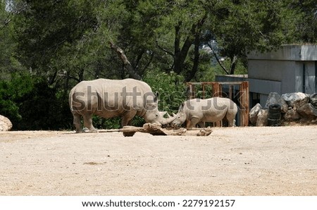 Two rhinoceroses face to face in an enclosure of the zoological park of Montpellier (France). A big rhinoceros and a small rhinoceros on a dirt track
