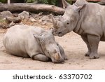 two rhinos