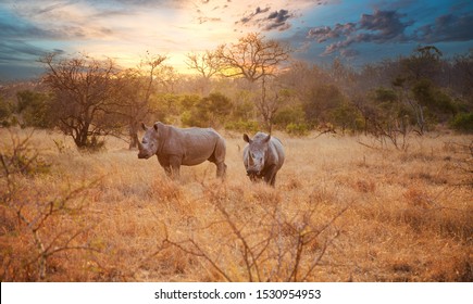 Two Rhinos In Late Afternoon, Kruger National Park