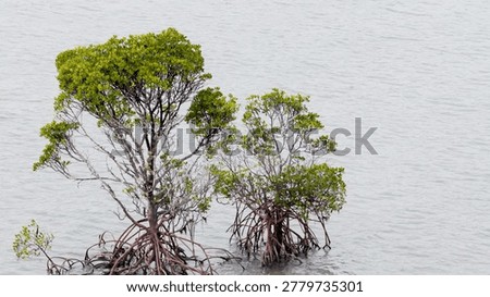 Two Rhizophora mangle trees with visible prop roots stand in tranquil, grey-toned water.