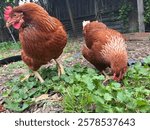 Two Rhode Island Red chickens foraging in a backyard garden, surrounded by green leafy plants. One hen stands alert while the other pecks at the ground. A rustic outdoor coop is visible in the backgro