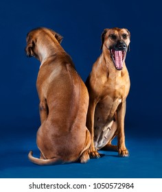 two rhodesian ridgeback seated in blue background, one front view yawning, the other back view