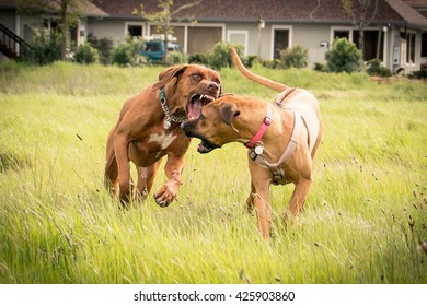 19,763 Fighting dogs Images, Stock Photos & Vectors | Shutterstock