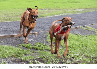 Two Rhodesian Ridgebacks playing chase with a stick.