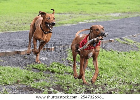 Two Rhodesian Ridgebacks playing chase with a stick.