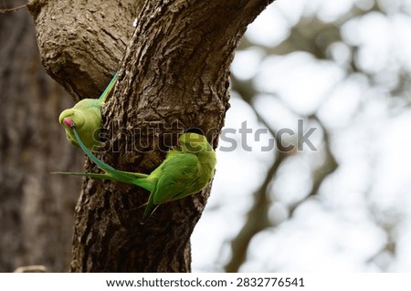 Two ring necked parakeets perched on tree trunk in Richmond Park London United Kingdom