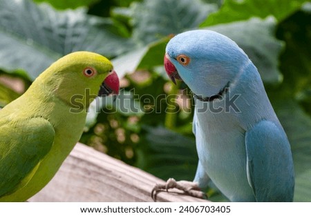 Two Ringneck Parakeets Confronting Eachother in a Bird Sanctuary
