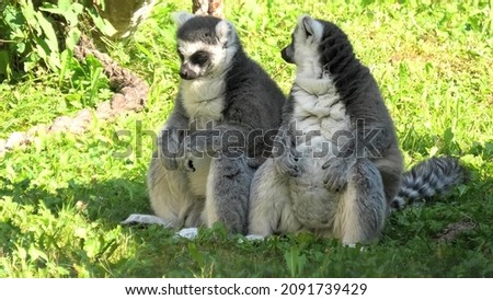 Two ring-tailed lemurs of Madagascar, sitting on the grass. Lemur catta species from island of Madagascar in Africa.