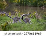 Two ring-tailed lemurs running on the grass, the one at the back is carrying a baby young one. They are native to Madagascar.