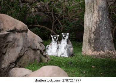 Two Ring-tailed lemurs are sitting together on the grass near a tree