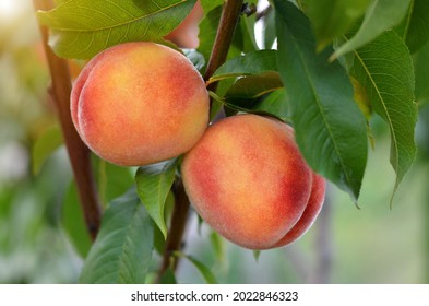 Two Ripe Juicy Peaches On A Branch In The Garden.