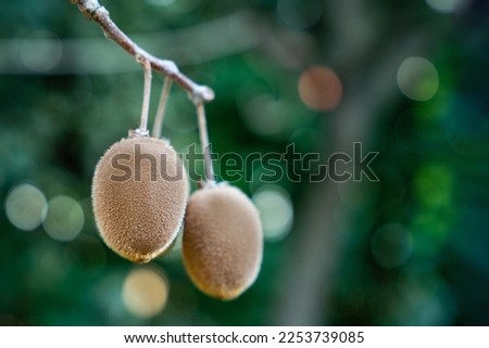 Two ripe kiwi fruits hanging on tree blurred abstract shimmering background. Harvesting new fruits in orchard on a plantation Fruits tropical rich in vitamin C immunity natural vegetarianism Actinidia