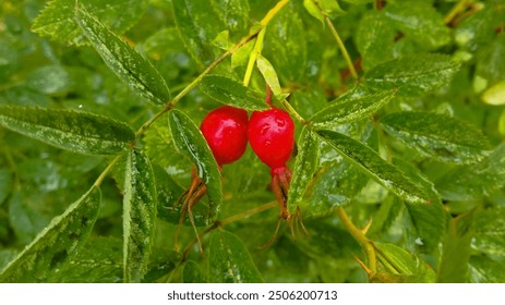 Two ripe rosehip berries on a shrub branch. Raindrops on berries and rosehip. The concept is rosehip tea. The benefits and harms of rosehip.