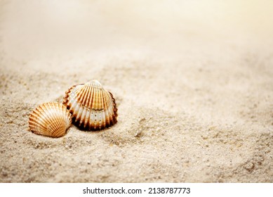 two rippled seashells lay on sandy beach, summer marine background - Powered by Shutterstock