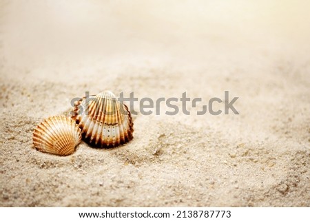 two rippled seashells lay on sandy beach, summer marine background