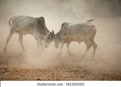 Two Rival Indian Angry Bulls Wild Fight , Charging Bull, Dusty All Around, Copy Space To Write Text.