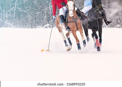 Two Rival Players In Horse Polo Riding A Horse With A Hammer In Their Hands Hit A Red Ball. Snow From Under The Hooves. Horses Legs Are Protected From Club Impact. Winter Season Of Competitions