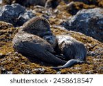 Two river otters on seaweed covered rocks in sunshine grooming each other, Clover Point, Victoria, British Columbia