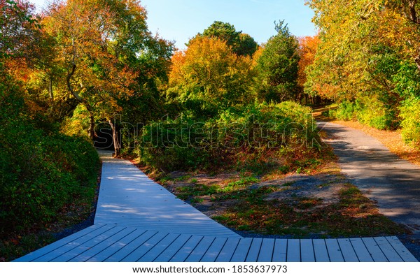 Two roads divided into the autumn forest. Boardwalk\
and dirt road.