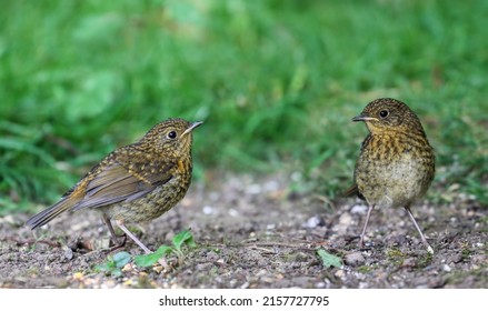 Two robin chicks, with juvenile feathers, standing on ground in garden. Young fledgling birds "Erithacus rubecula" in Spring. Dublin, Ireland - Shutterstock ID 2157727795