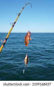 Two Rock Fish On The Hook Of A Fishing Pole Over The Pacific Ocean.